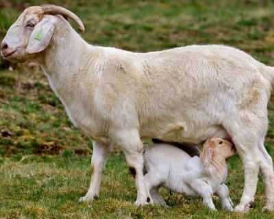 Tips Mudah Memelihara Anakan Kambing Etawa