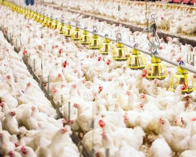 Cara Meningkatkan Produktivitas Ayam Pedaging secara Alami