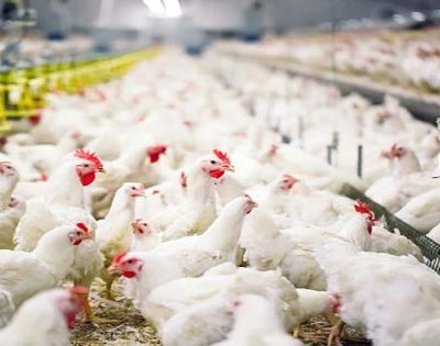 Penyakit Ayam Broiler dan Pencegahannya