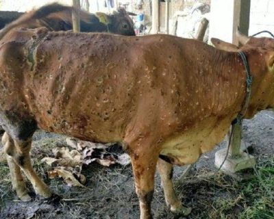 Penyakit pada Sapi dan Cara Pengobatannya