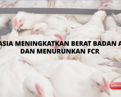 Rahasia Meningkatkan Berat Badan Ayam dan Menurunkan FCR: Panduan Lengkap