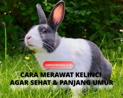 Cara Merawat Kelinci agar Sehat dan Panjang Umur