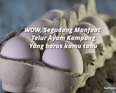 Manfaat Telur Ayam Kampung bagi Manusia
