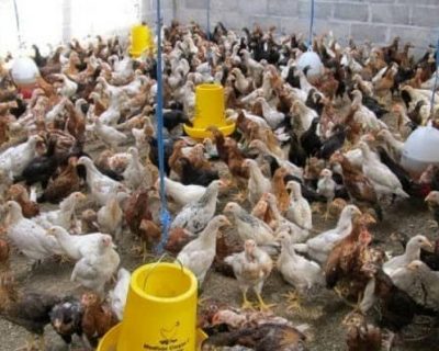 Cara Ternak Ayam Joper Untuk Pemula, Dijamin Cepat Panen