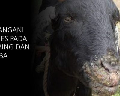 Mengatasi Scabies pada Domba dan Kambing: Panduan Lengkap