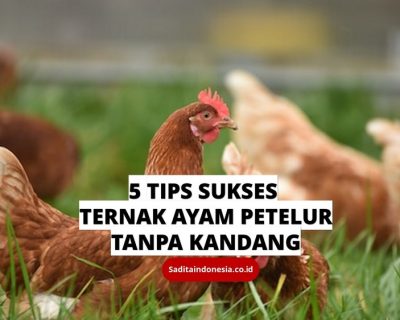 Menghasilkan Telur Berkualitas Tinggi: 5 Langkah Ternak Ayam Petelur Tanpa Kandang