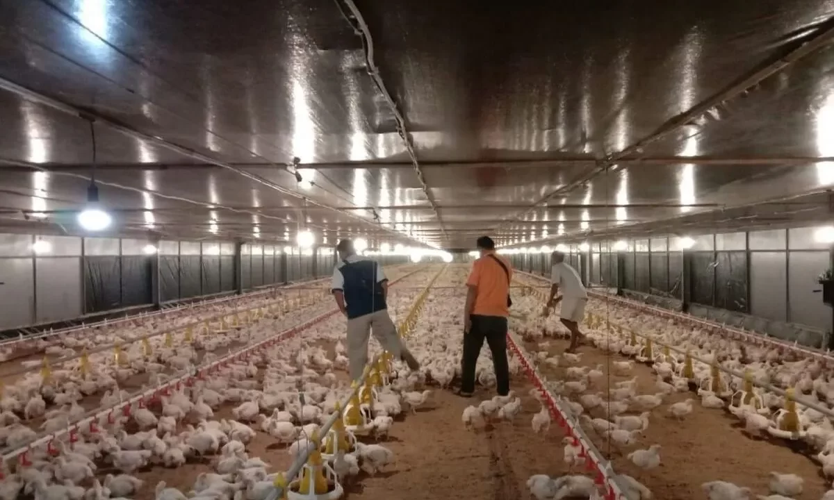 Rahasia Sukses Pembuatan Kandang Close House Ayam Broiler