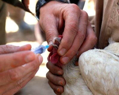 Cara Vaksinasi Ayam Broiler