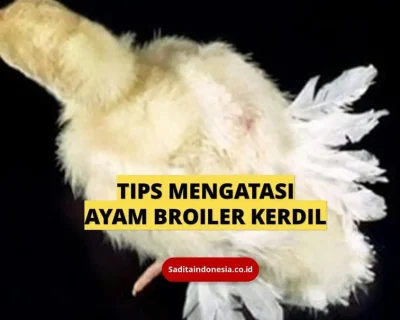 Mengatasi Kekerdilan pada Pemeliharaan Ayam Broiler