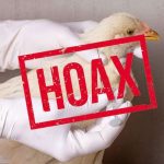 Fakta di Balik Klaim Larangan Mengonsumsi Sayap dan Leher Ayam Broiler: Hoaks yang Perlu Diluruskan