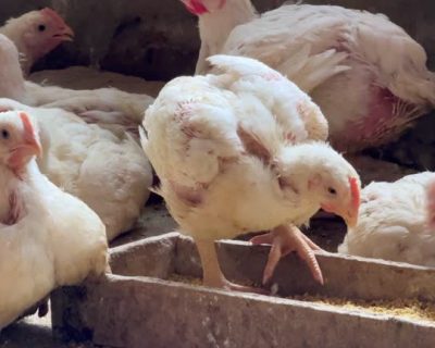 Karbohidrat dalam Pakan Ayam Broiler: Kunci Pertumbuhan Optimal dan Efisiensi Pakan