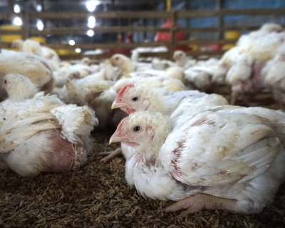 Menjaga Kebersihan Tempat Minum: Kunci Sukses Pemeliharaan Ayam Broiler