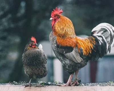 5 Cara Membedakan Ayam Jantan & Betina dengan Mudah