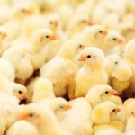 Ternak Ayam Potong: Cara Cepat Panen & Untung Besar