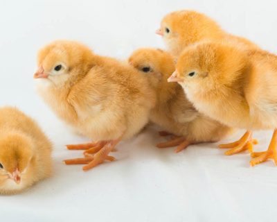 DOC vs Pulet Ayam Petelur, Mana Lebih Cepat Untung?