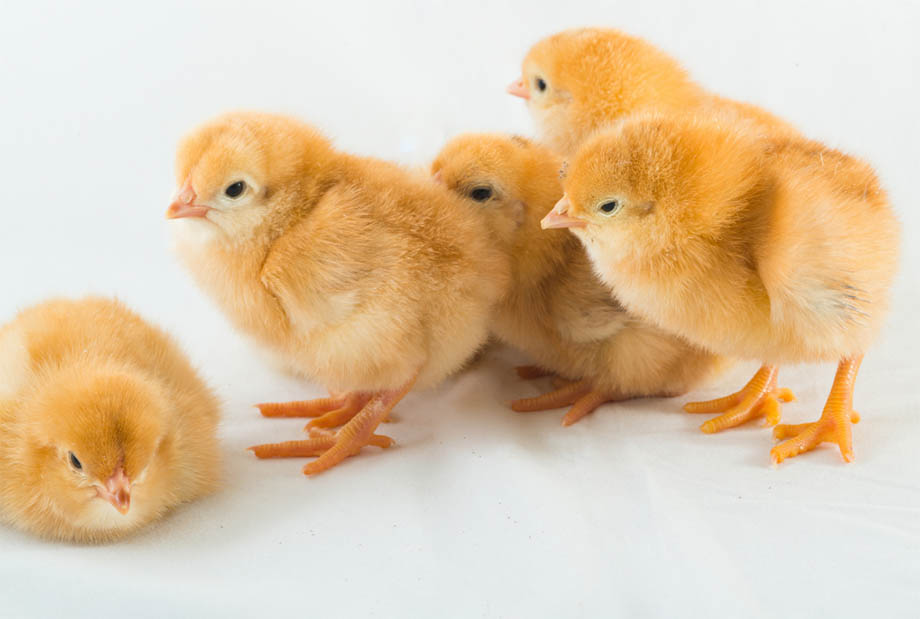 DOC vs Pulet Ayam Petelur, Mana Lebih Cepat Untung?