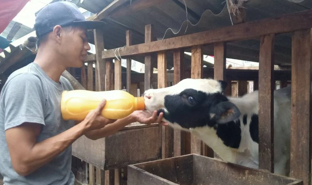 Vitamin Penting untuk Anak Sapi yang Tumbuh Sehat
