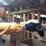 Vitamin Penting untuk Anak Sapi yang Tumbuh Sehat