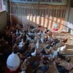 Panduan Ternak Ayam untuk Pemula: Sukses dari Nol