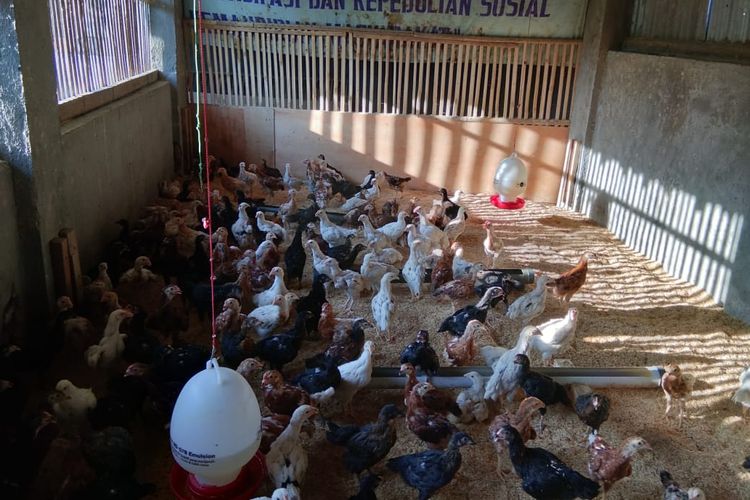 Panduan Ternak Ayam untuk Pemula: Sukses dari Nol