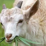 Kambing Sehat, Panen Melimpah: 7 Vitamin Wajib!