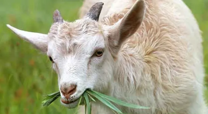 Kambing Sehat, Panen Melimpah: 7 Vitamin Wajib!