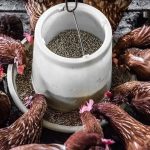 Ransum Ayam Berkualitas: Panduan Lengkap Menyusun Pakan