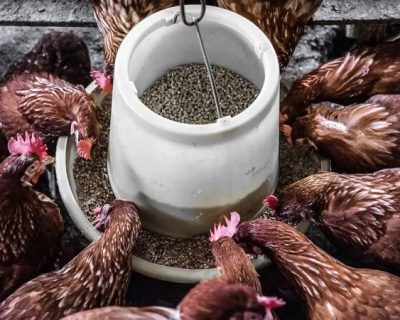 Ransum Ayam Berkualitas: Panduan Lengkap Menyusun Pakan