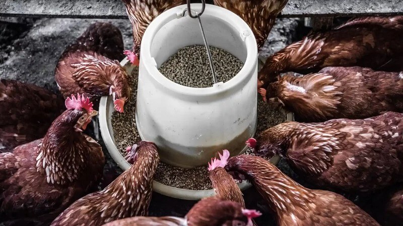 Ransum Ayam Berkualitas: Panduan Lengkap Menyusun Pakan